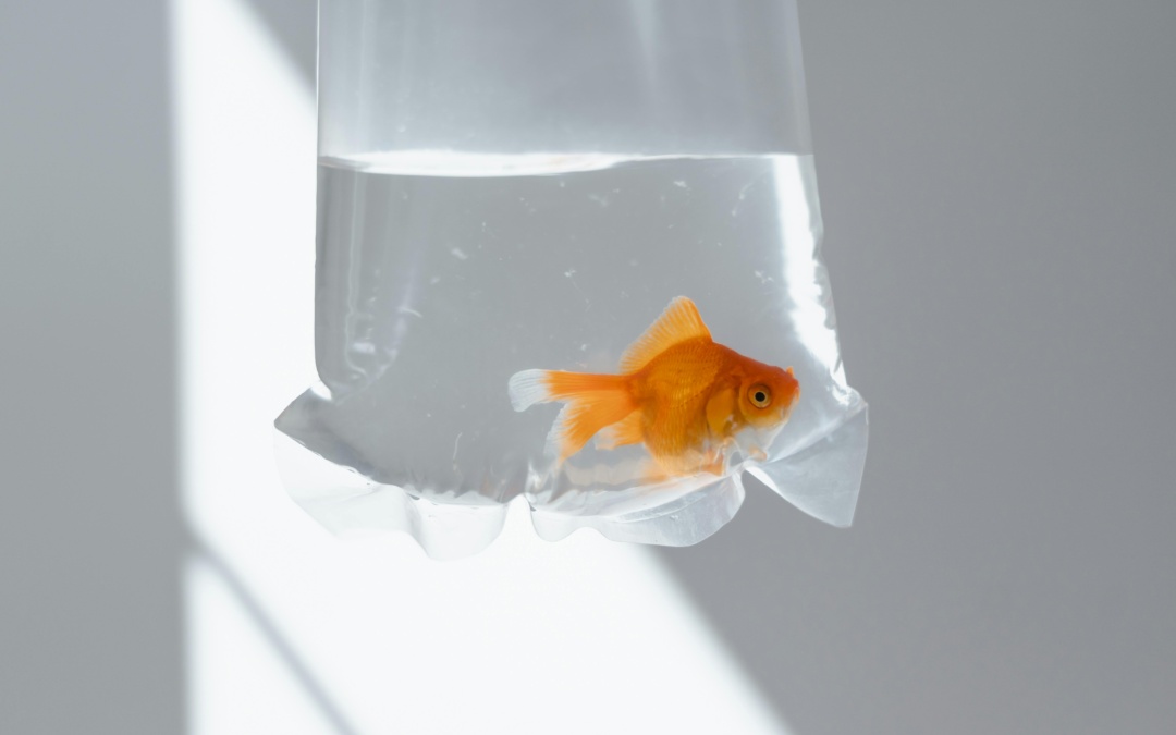 Which Is Better? Short Form V.S. Long Form Content