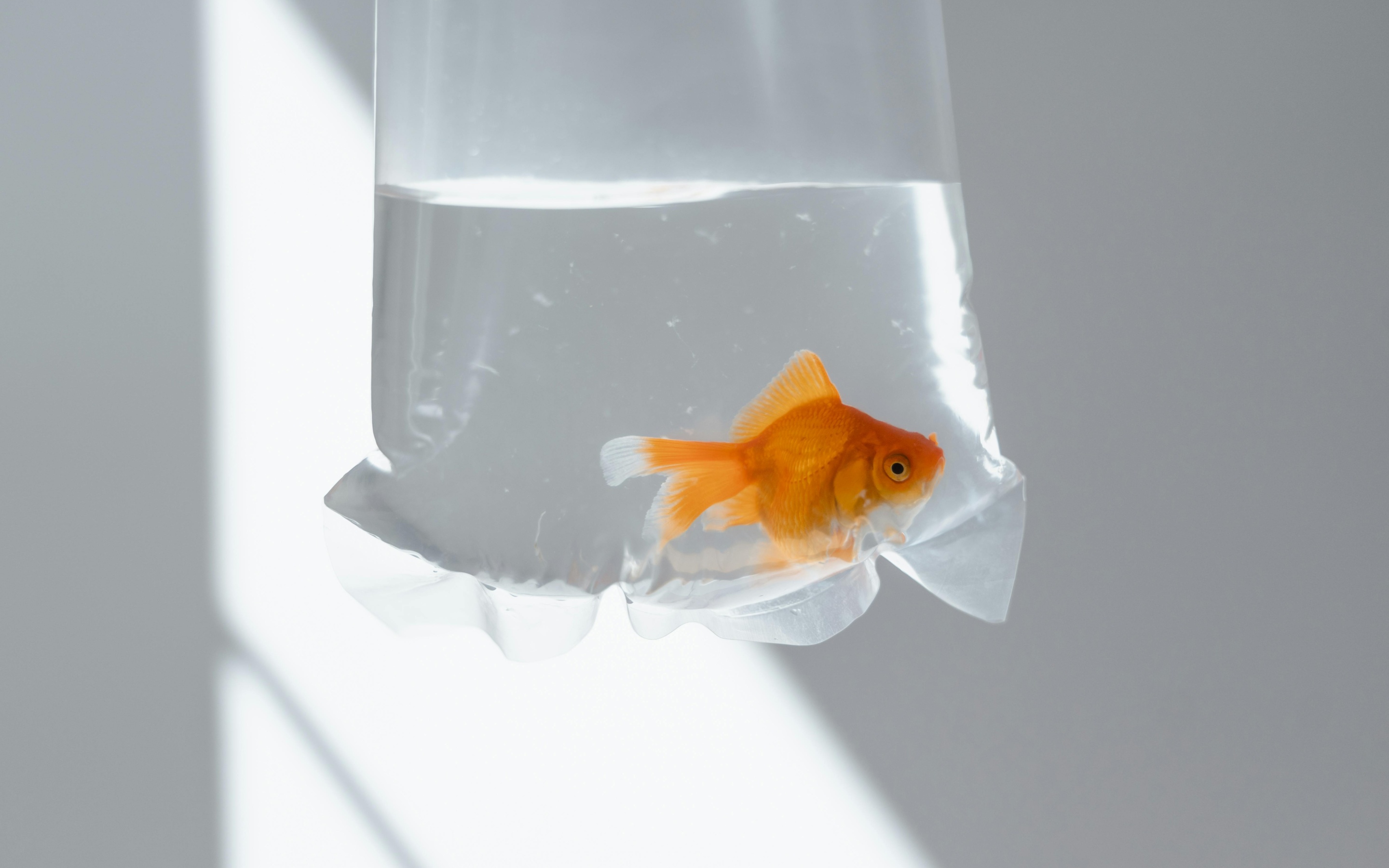 short form vs long form content