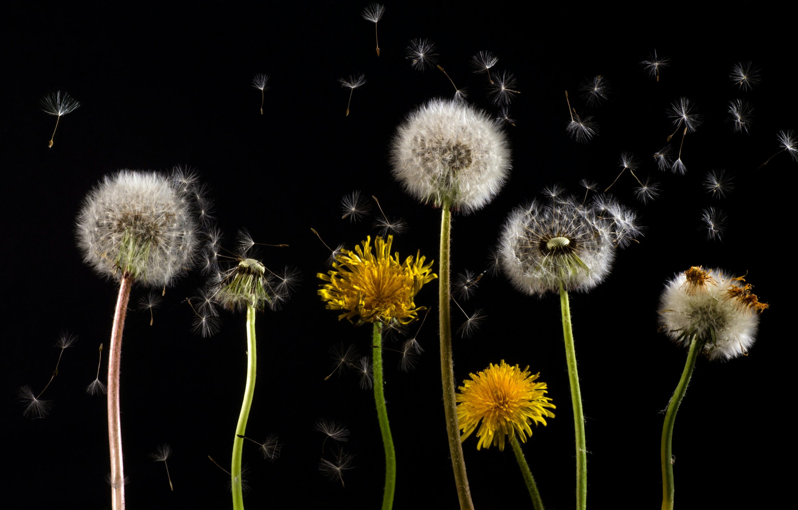 dandelions representing ephemeral content